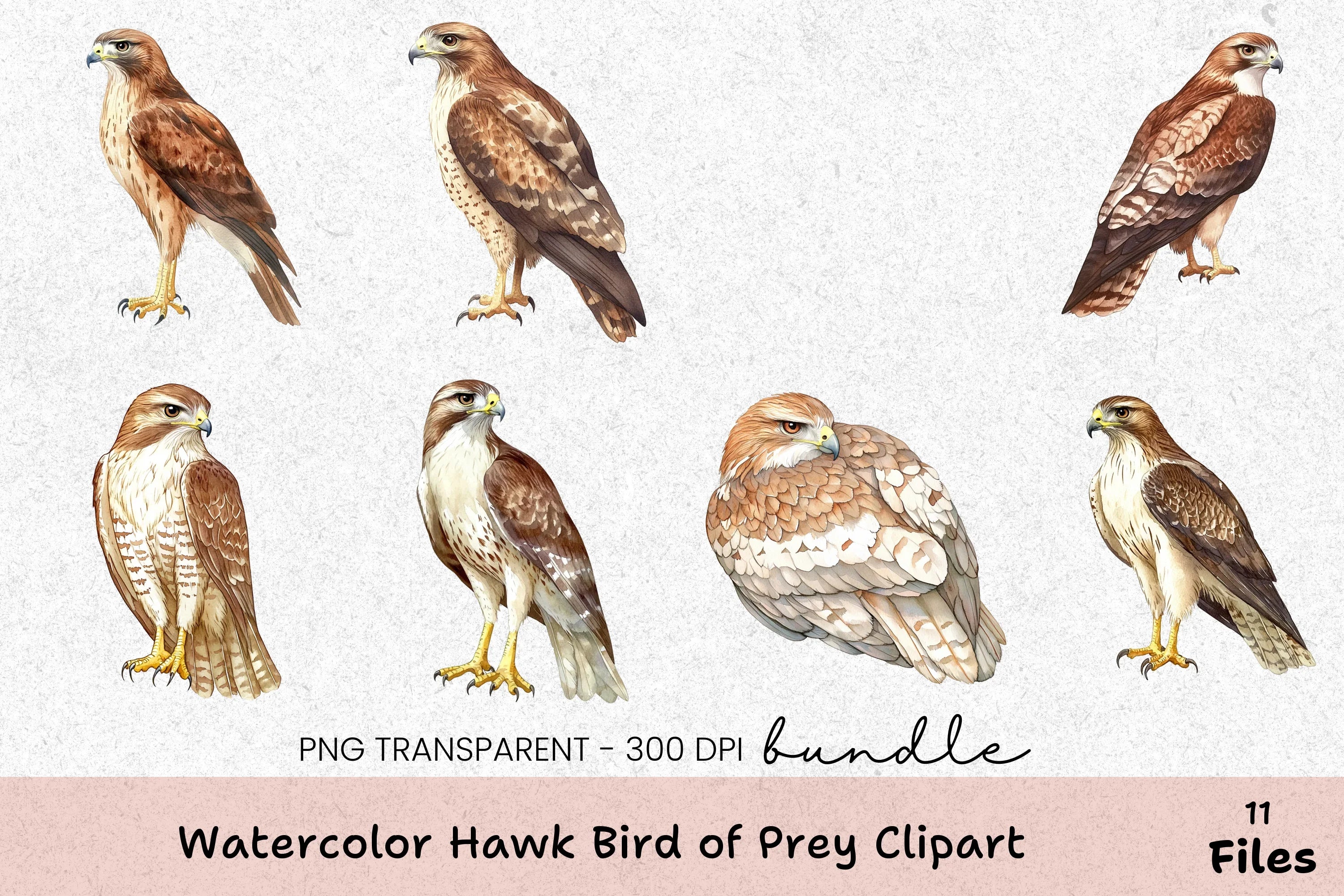 Hawk Bird of Prey Clipart Bundle - CraftNest - Digital Crafting and Art