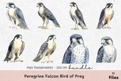 Peregrine Falcon Bird of Prey Clipart Bundle - CraftNest - Digital Crafting and Art