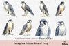 Peregrine Falcon Bird of Prey Clipart Bundle