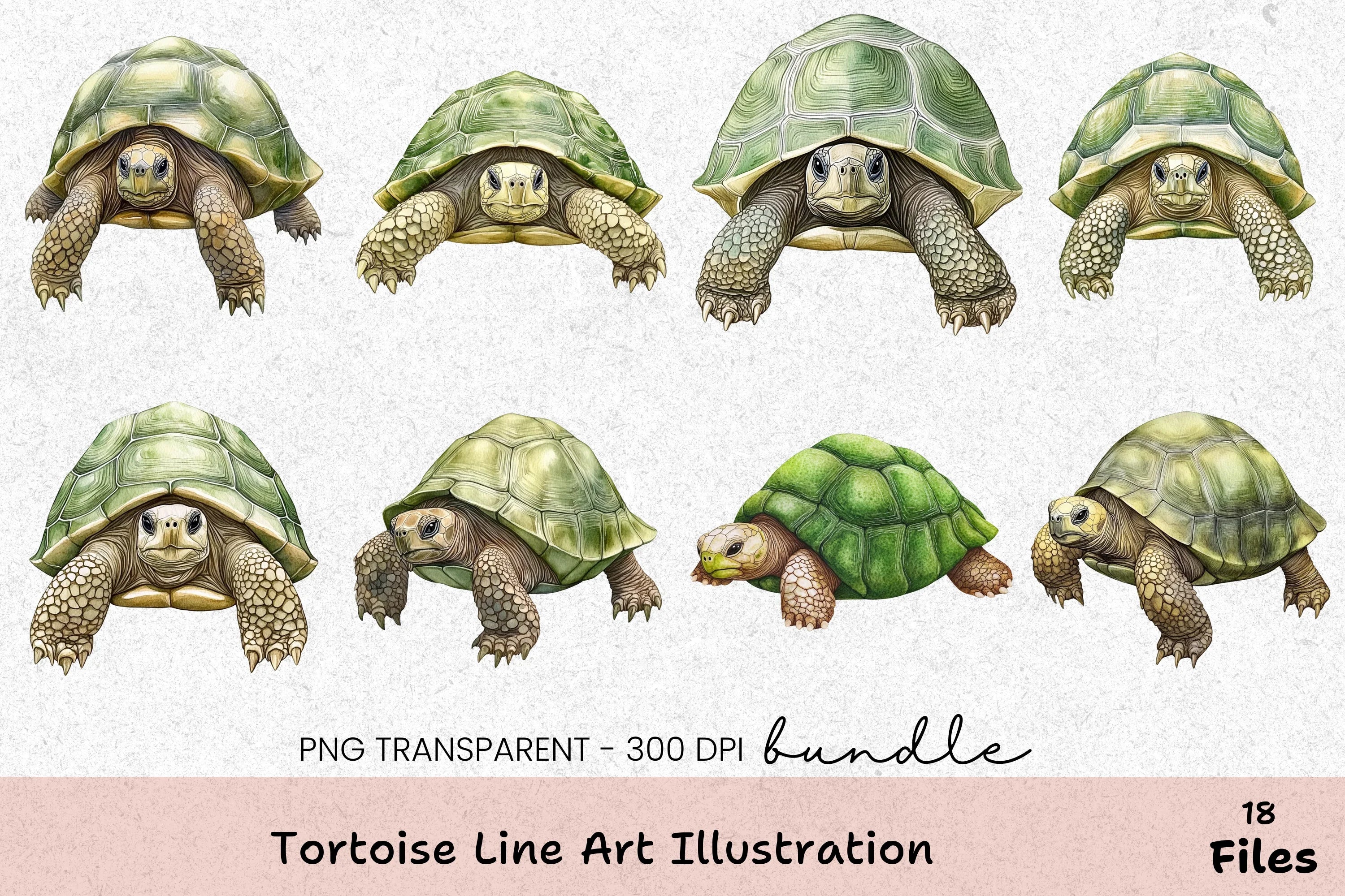 Tortoise Line Art Illustration Clipart Bundle - CraftNest - Digital Crafting and Art