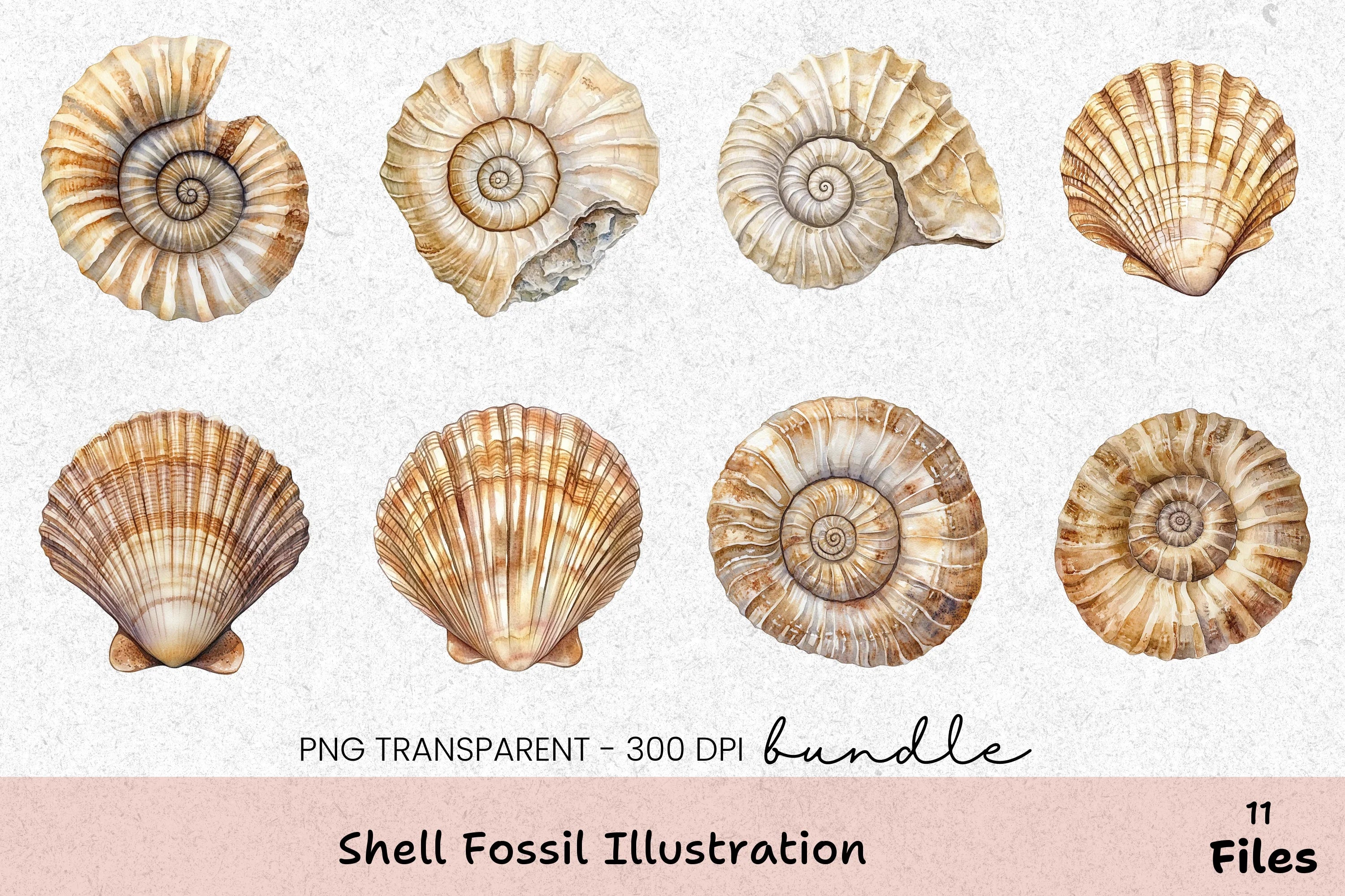 Shell Fossil Illustration Clipart Bundle - CraftNest - Digital Crafting and Art