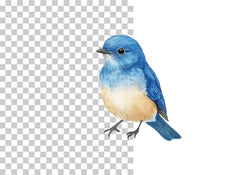 Bluebird Songbird Clipart Bundle - CraftNest - Digital Crafting and Art