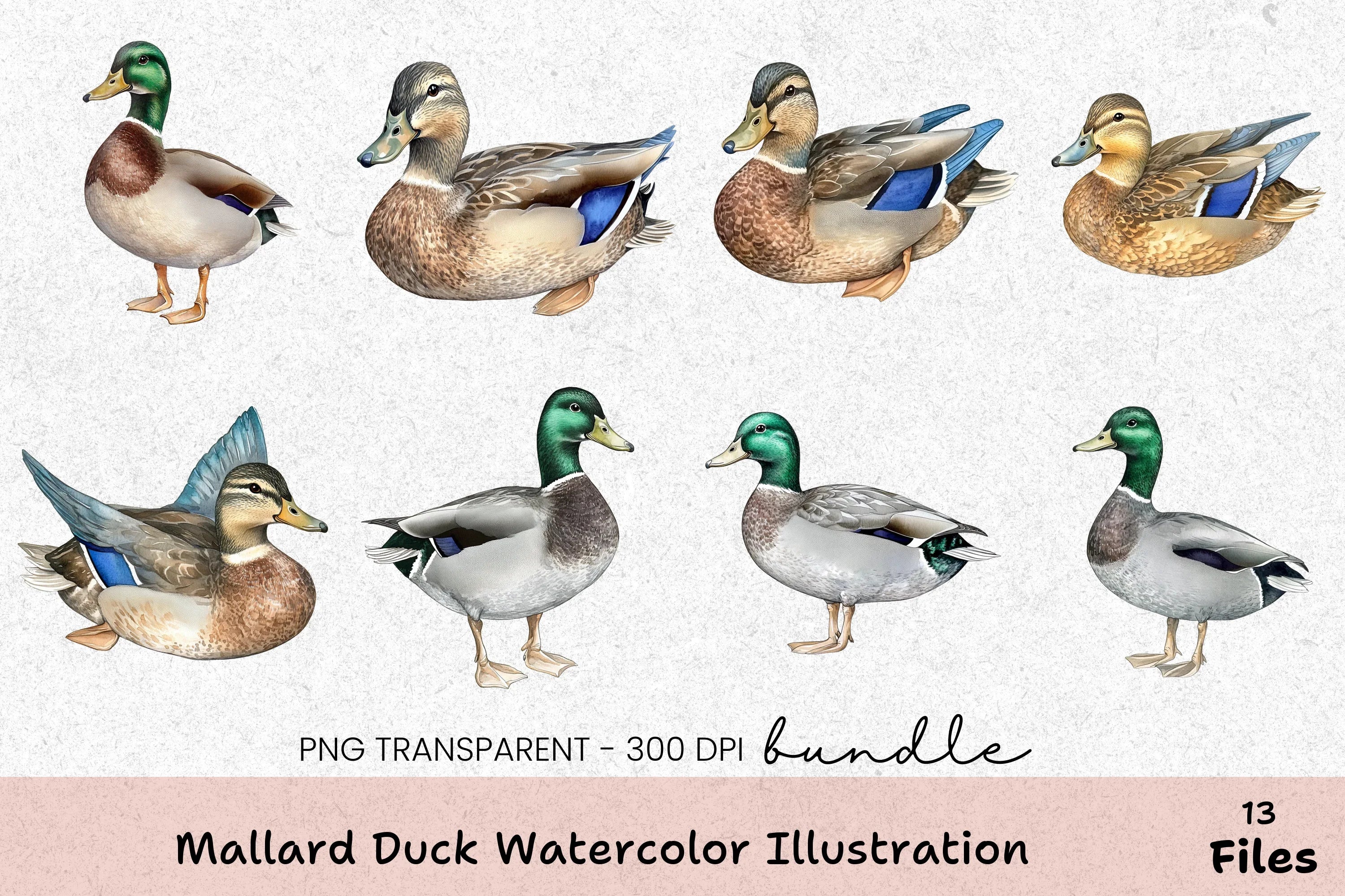 Mallard Duck Illustration Clipart Bundle - CraftNest - Digital Crafting and Art
