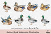 Mallard Duck Illustration Clipart Bundle