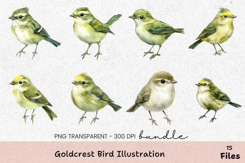 Goldcrest Bird Illustration Clipart Bundle - CraftNest - Digital Crafting and Art