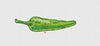 Chilli Embroidery Design