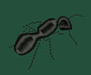 Black Ant Embroidery Design