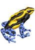 Lona Frog Beauty Colour Embroidery Design
