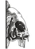 Seal Fish Head Embroidery Design