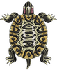 Tortoise Embroidery Design