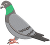 Pigeon Embroidery Design