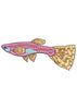 Guppy Embroidery Design